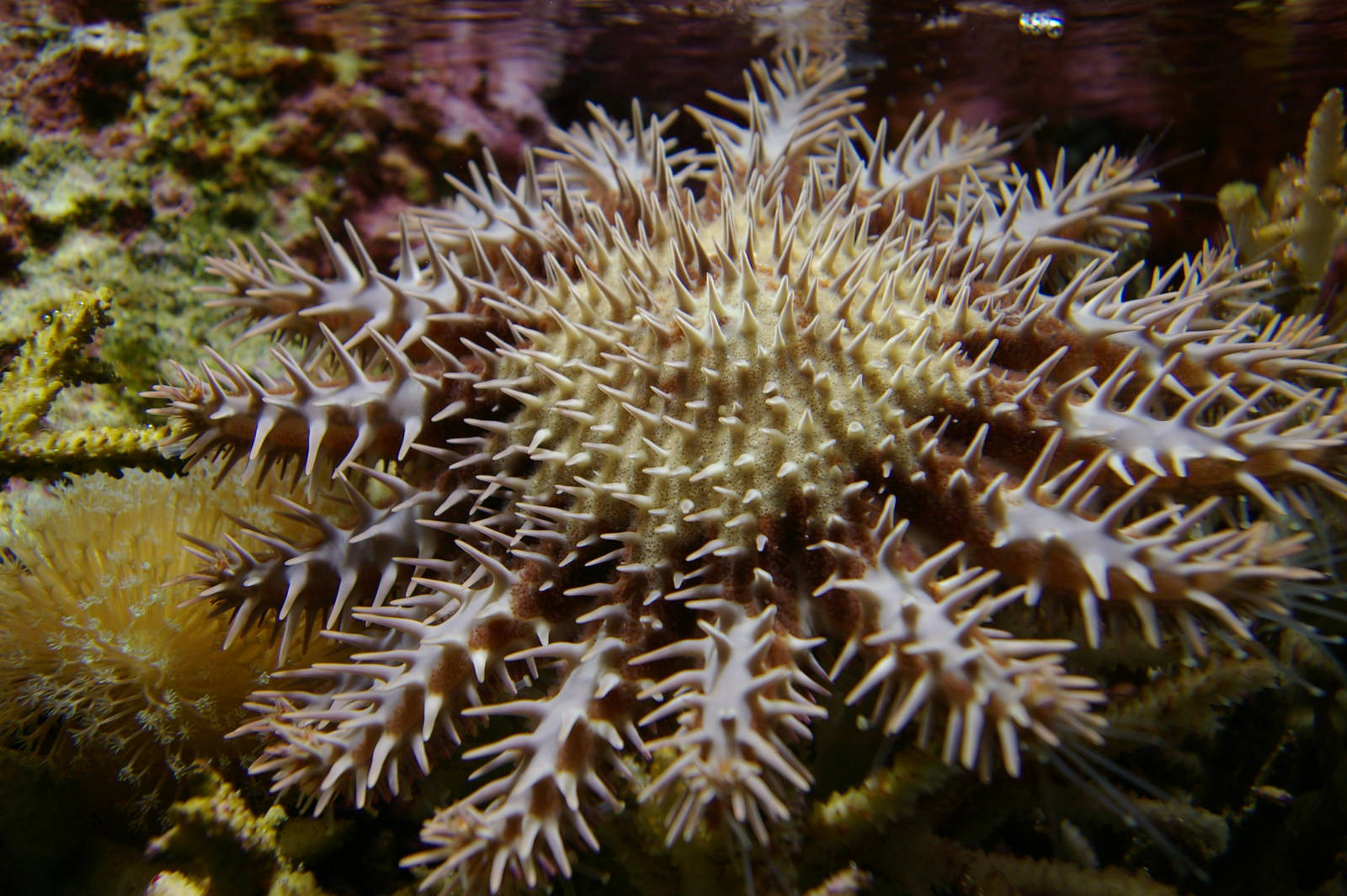 Throns Sea Star