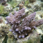 Acropora cophodactyla