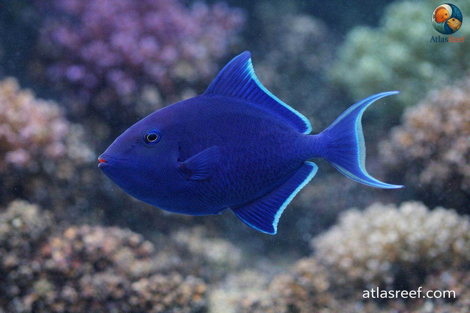 Odonus niger