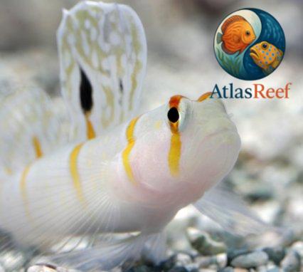 Amblyeleotris randalli en acuario marino