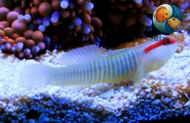 Elacatinus multifasciatum en arrecife